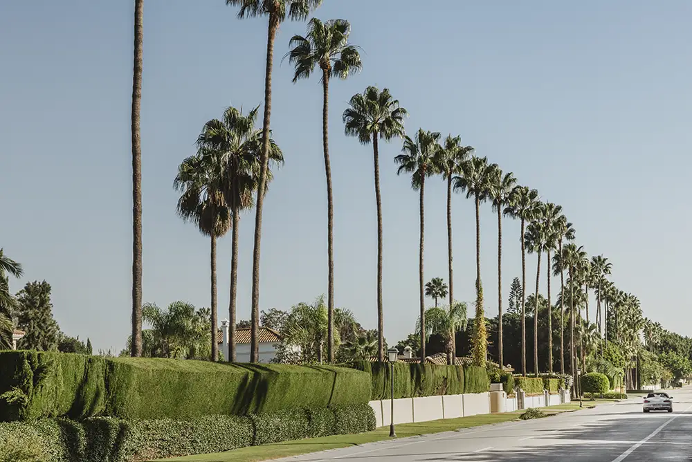Palm-lined avenue in Sotogrande with landscaped hedges and residential surroundings